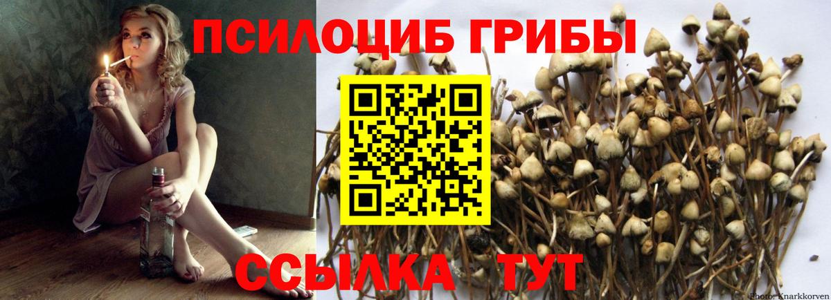 Благодарный  Псилоцибиновые грибы Cubensis  Вход с VPN 